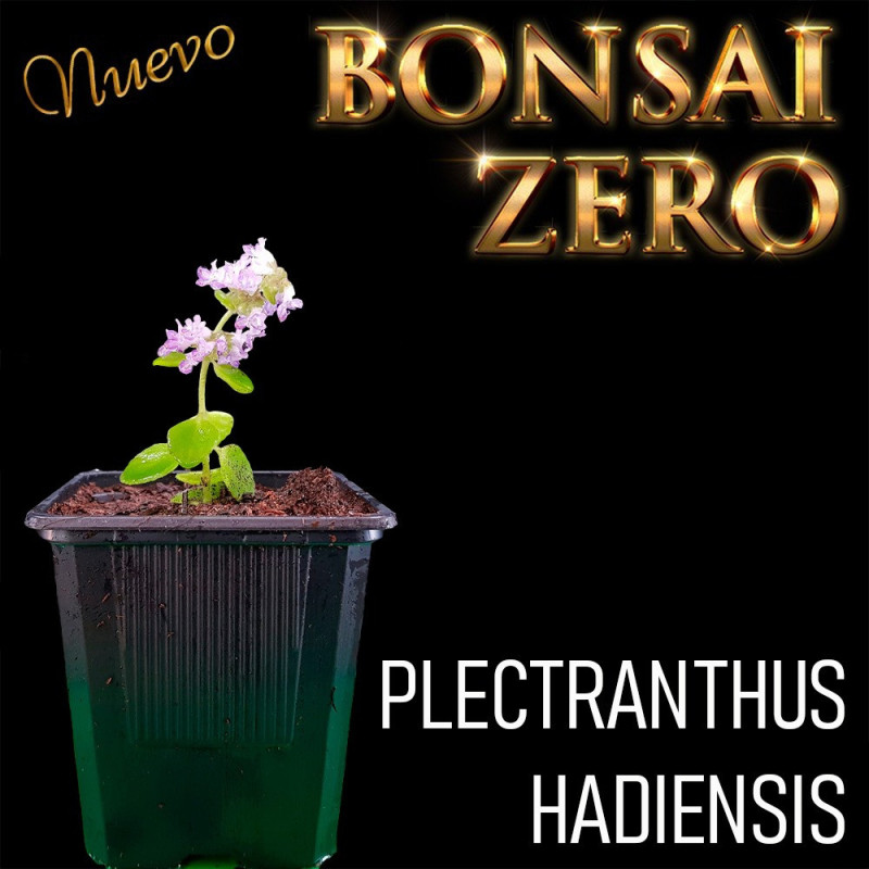 Kit Ishitsuki Bonsai Zero Plectranthus hadiensis