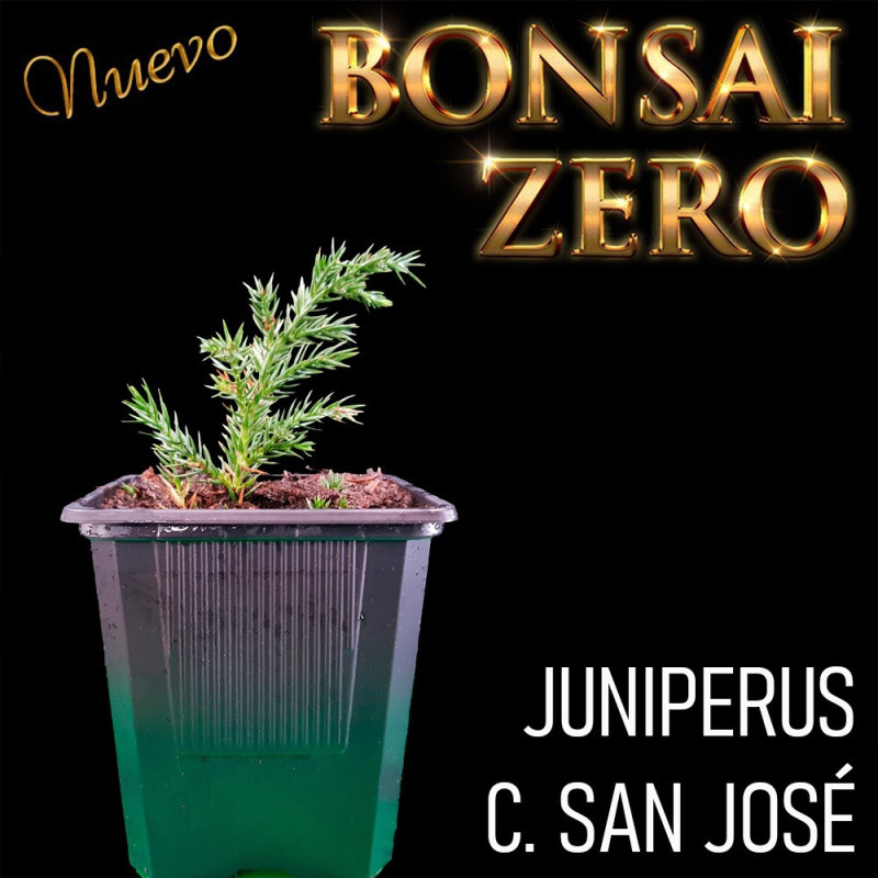 Kit Ishitsuki Bonsai Zero Juniperus C. San José