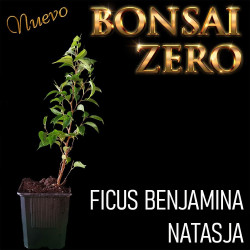 Kit Ishitsuki Bonsai Zero...