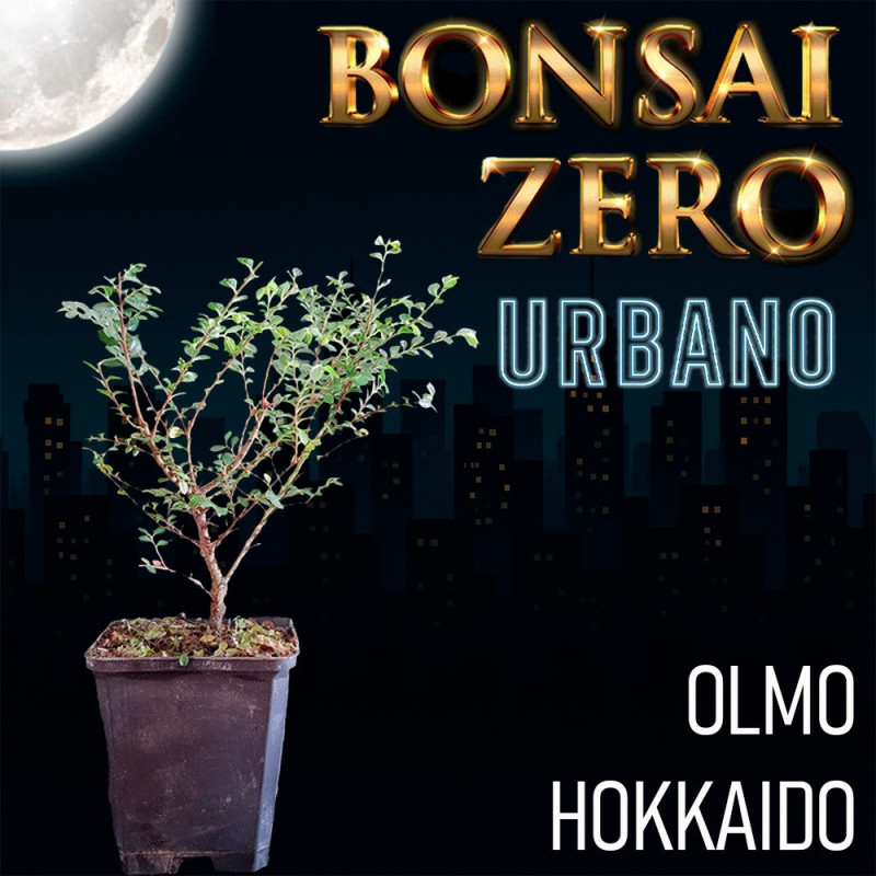 Ishitsuki Bonsai Zero URBANO Olmo Hokkaido "seiju"