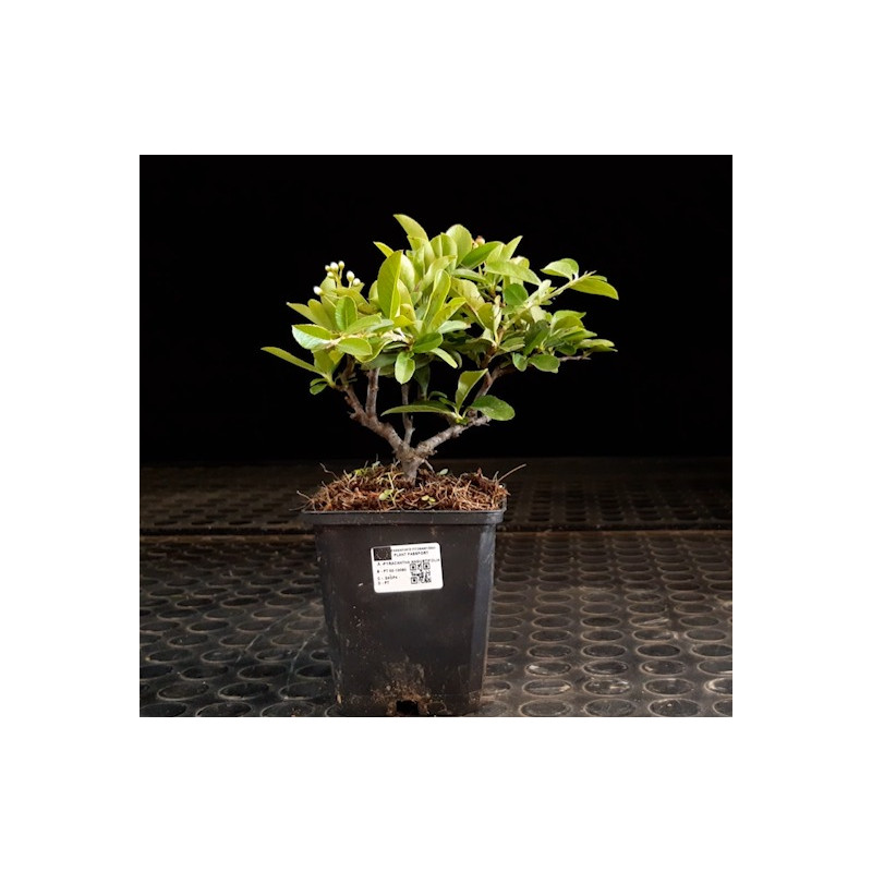 Pyracantha