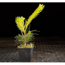 Pinus Densiflora