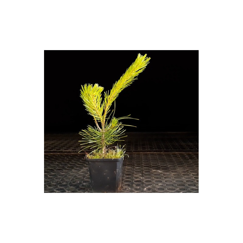Pinus Densiflora