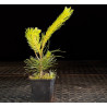 Pinus Densiflora