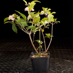 Callicarpa
