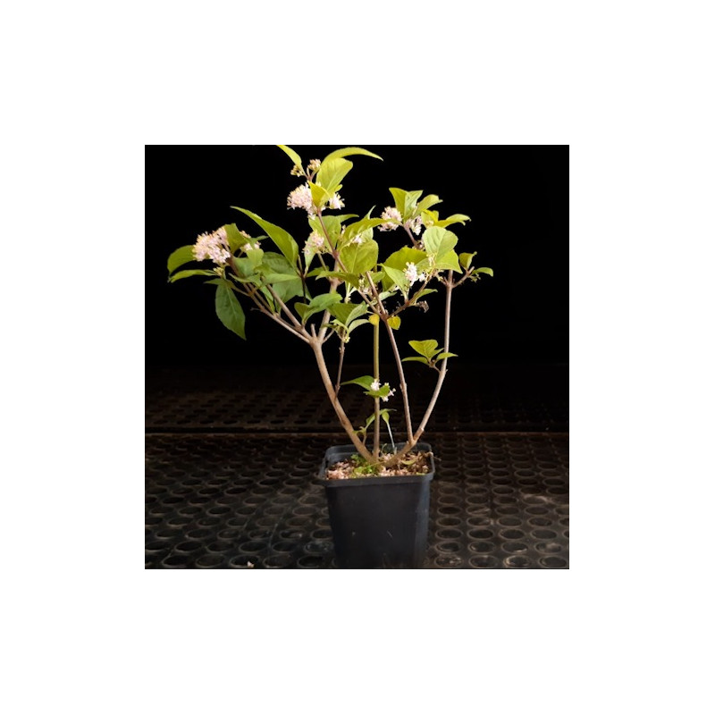 Callicarpa