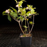 Callicarpa