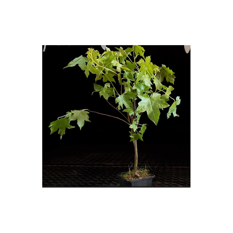 Liquidambar