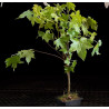 Liquidambar
