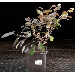 Loropetalum