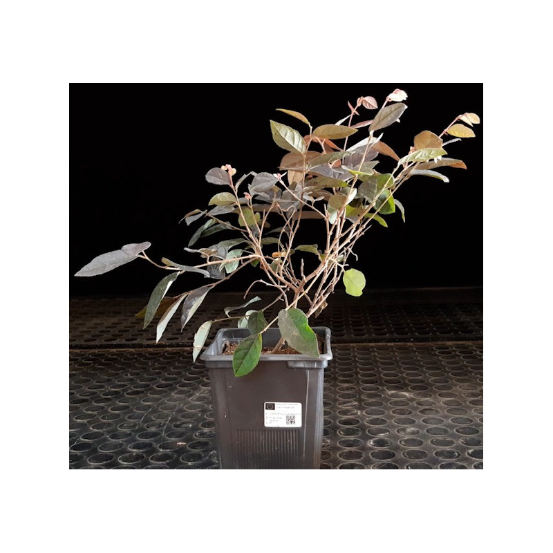 Loropetalum