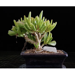 Crassula Ovata Gollum...
