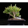 Crassula Ovata Gollum (Orejas de Shrek) 690785