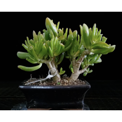 Crassula Ovata Gollum...