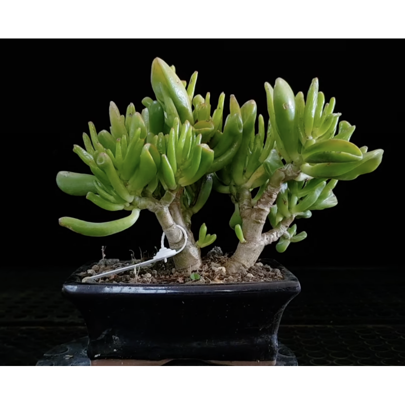 Crassula Ovata Gollum (Orejas de Shrek) 690784