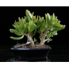 Crassula Ovata Gollum (Orejas de Shrek) 690784