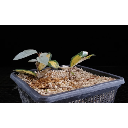 Eleagnus variegado