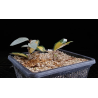 Eleagnus variegado