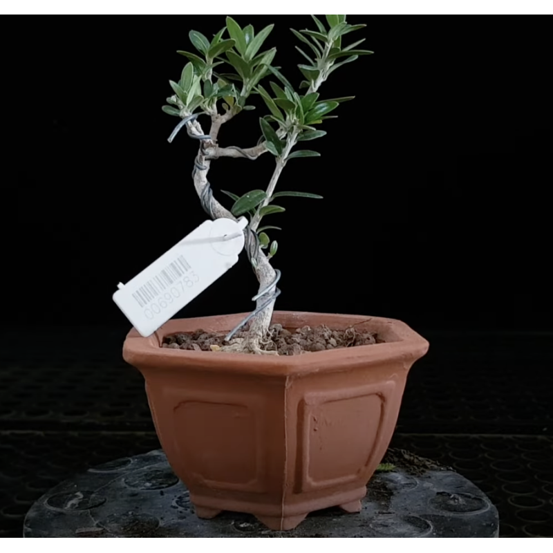 Acebuche 690783