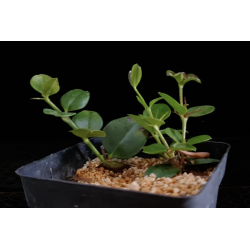 Planta misteriosa