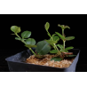 Planta misteriosa