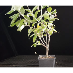 Eleagnus Umbellata