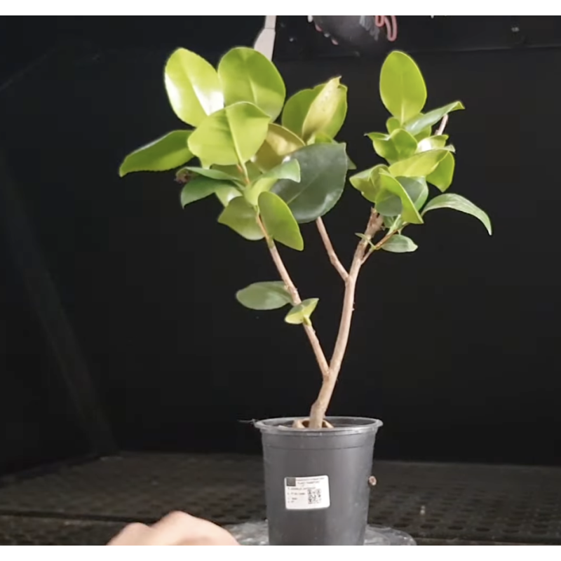 Camelia Japónica