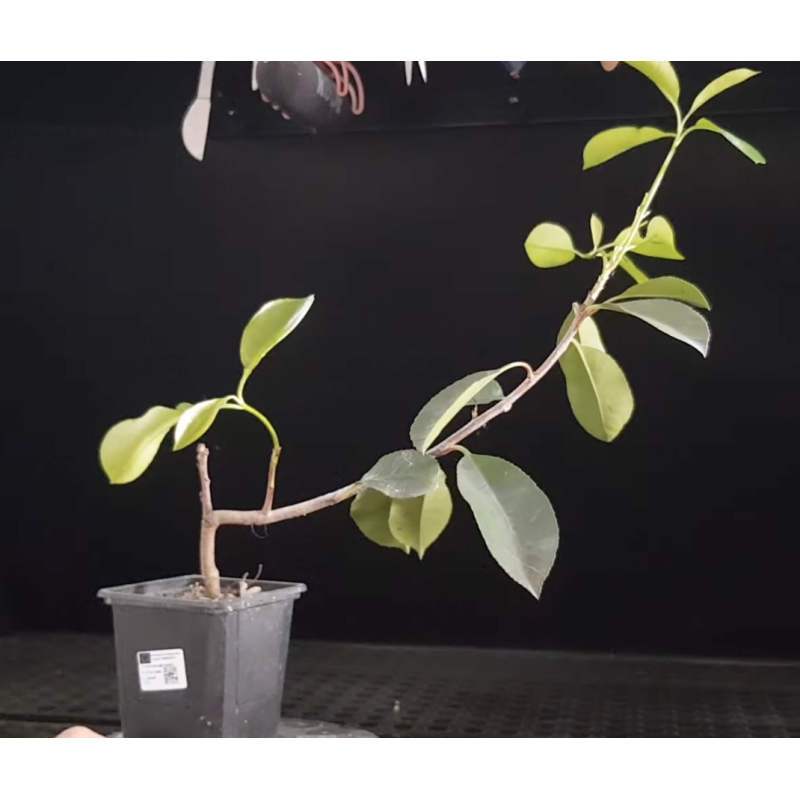 Photinia Red Robin