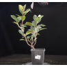 Photinia Little Red Robin