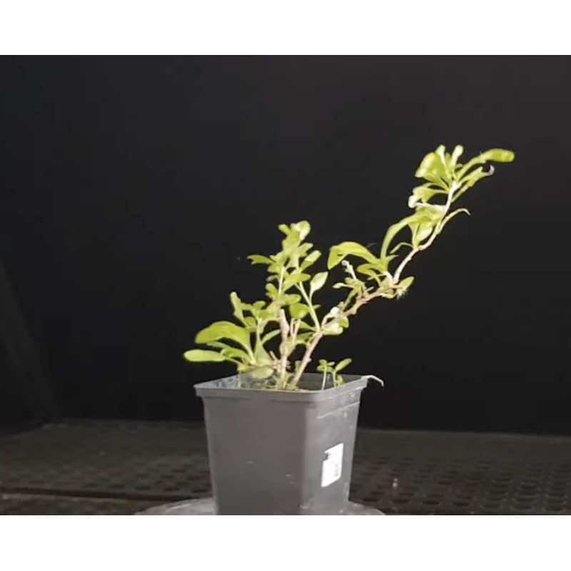 Lycium barbarum