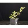 Lycium barbarum