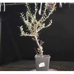 Cotoneaster horizontalis
