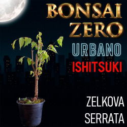Ishitsuki Bonsai Zero...