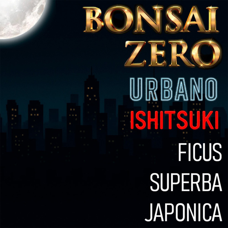 Ishitsuki Bonsai Zero URBANO Ficus Superba Japónica (PREVENTA)