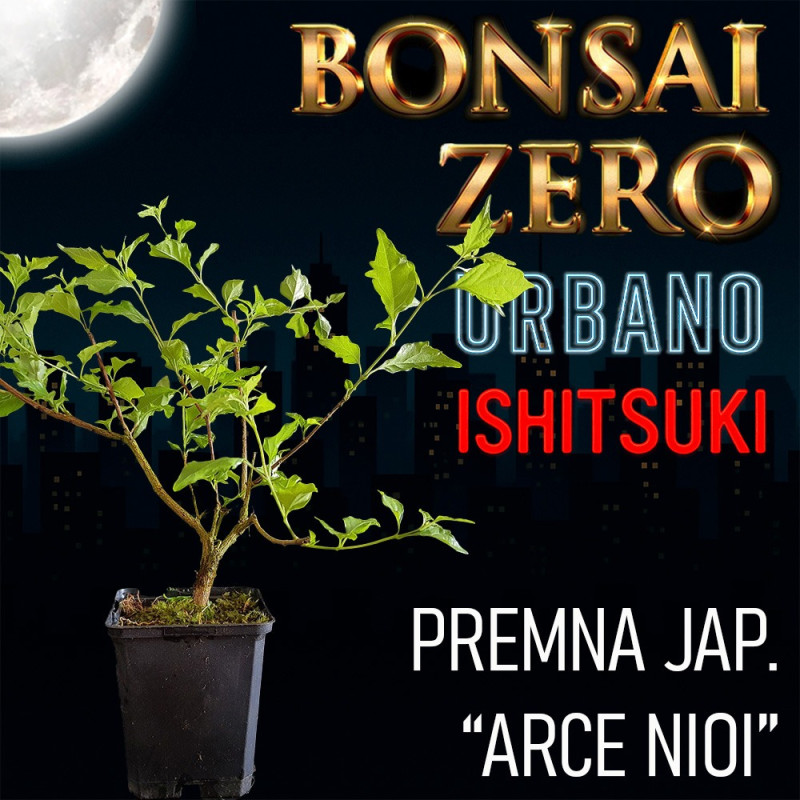 Ishitsuki Bonsai Zero URBANO Premna Japónica "arce nioi"