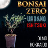 Ishitsuki Bonsai Zero URBANO Olmo Hokkaido "seiju"
