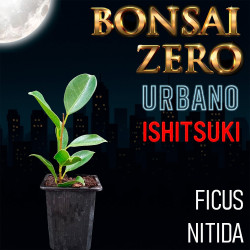 Ishitsuki Bonsai Zero...