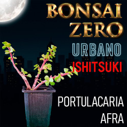 Kit Ishitsuki Bonsai Zero...
