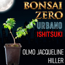 Ishitsuki Bonsai Zero...