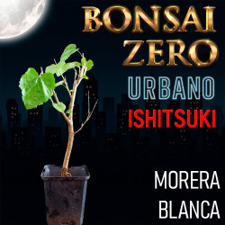 Ishitsuki Bonsai Zero...