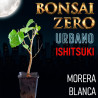Ishitsuki Bonsai Zero URBANO Morus Alba