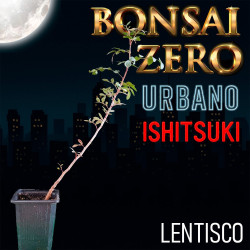 Ishitsuki Bonsai Zero...