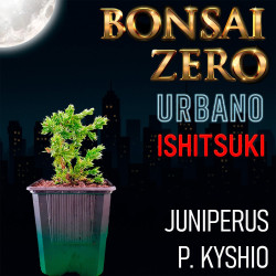 Ishitsuki Bonsai Zero...