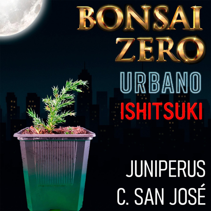 Ishitsuki Bonsai Zero URBANO Juniperus C. San José
