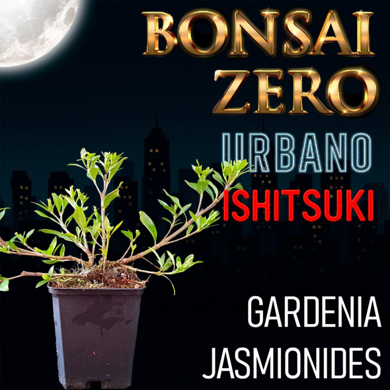 Ishitsuki Bonsai Zero URBANO Gardenia Jasminoides