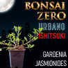 Ishitsuki Bonsai Zero URBANO Gardenia Jasminoides