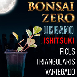 Ishitsuki Bonsai Zero...