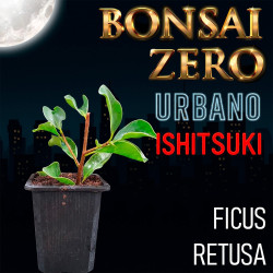 Ishitsuki Bonsai Zero...