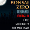 Ishitsuki Bonsai Zero URBANO Ficus Microcarpa Variegata Albomarginata (PREVENTA)