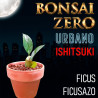 Ishitsuki Bonsai Zero URBANO Ficus Ficusazo (con certificado)